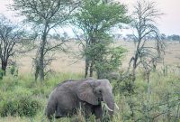 Serengeti Safari Adventure: Wildlife, Lodges, and Travel Tips