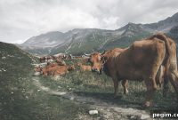 Grass-Fed Rancher’s Beef from Garland Farms — Vague-Uns Product Guide