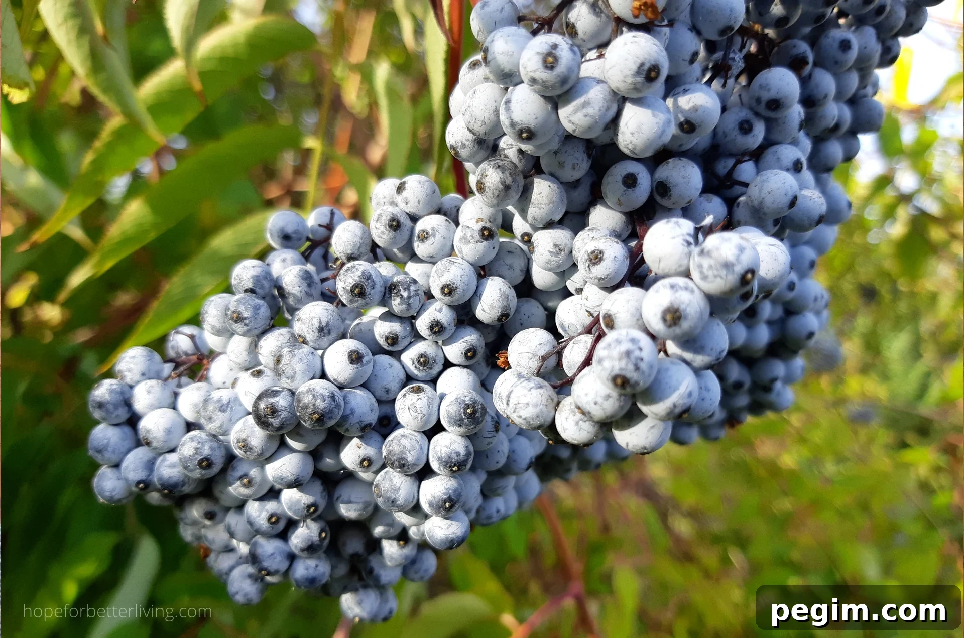 An Easy Elderberry Syrup Recipe