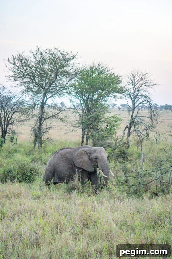 Serengeti Safari 2