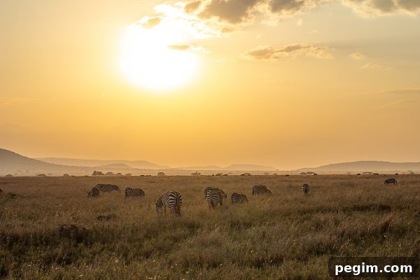 Serengeti 8