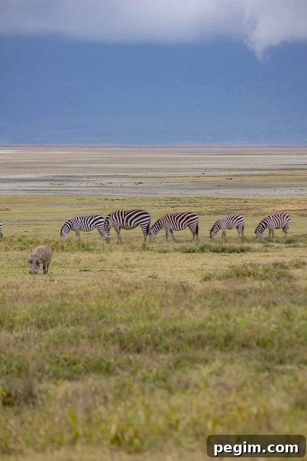 Serengeti 13