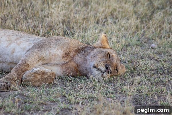 Serengeti 5