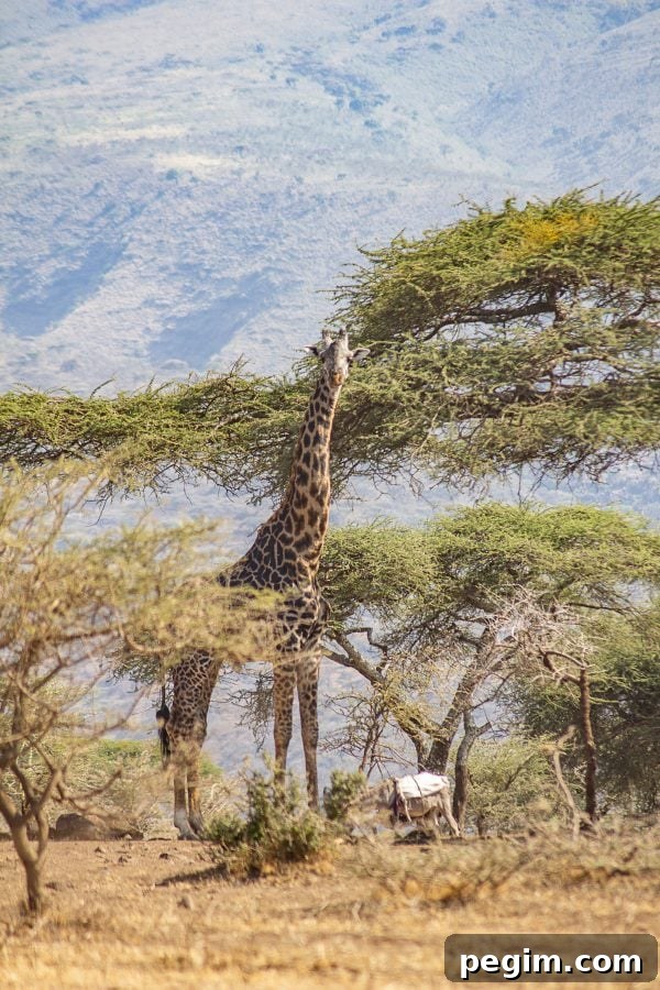 Serengeti 3