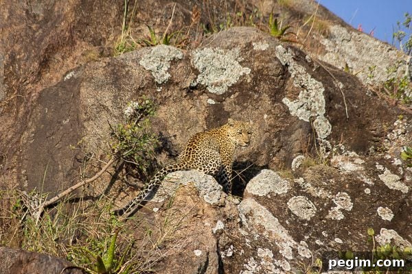 Serengeti 9