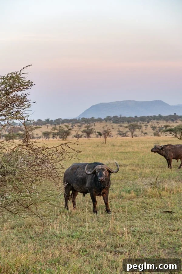 Serengeti Safari 3
