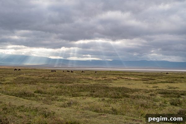 Serengeti Safari 8