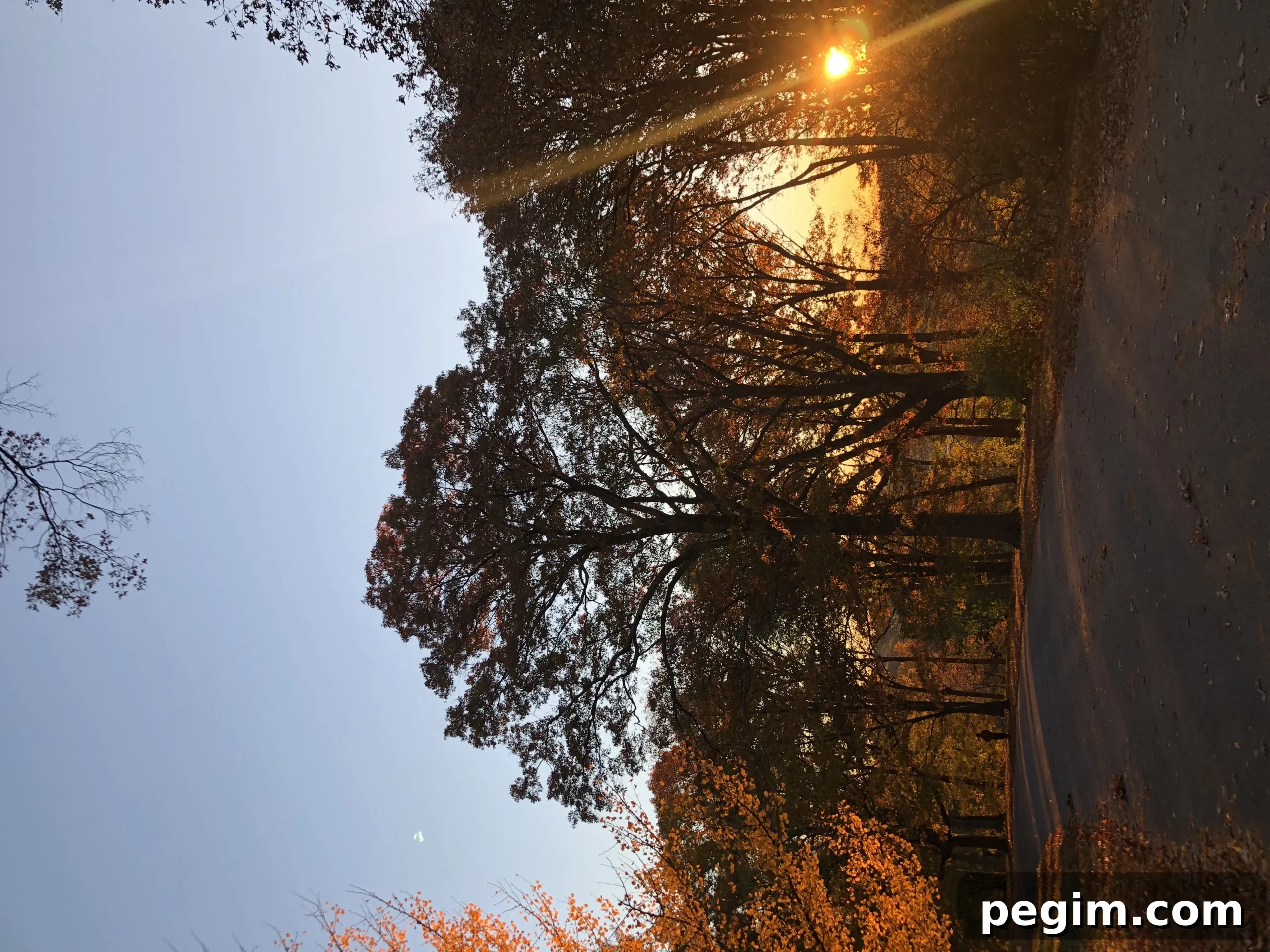 6 Ways to Embrace Hygge This Autumn 9 Woods in the early morning in the fall.